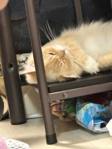 PURITY - ほたるの女の子ブログ画像