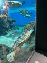 PURITY - ほたるの女の子ブログ画像