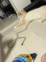 PURITY - ほたるの女の子ブログ画像