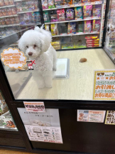 PURITY - ほたるの女の子ブログ画像