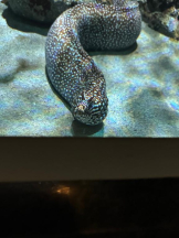 PURITY - ほたるの女の子ブログ画像