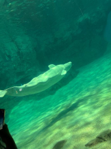 PURITY - ほたるの女の子ブログ画像