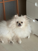 PURITY - ほたるの女の子ブログ画像