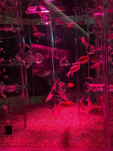 PURITY - ほたるの女の子ブログ画像