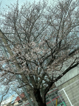 PURITY - ほたるの女の子ブログ画像