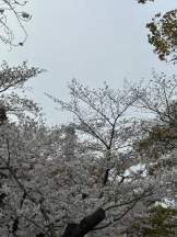 PURITY - ほたるの女の子ブログ画像