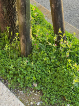 PURITY - ほたるの女の子ブログ画像