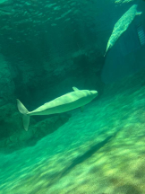 PURITY - ほたるの女の子ブログ画像