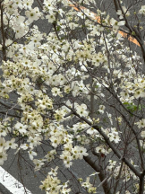 PURITY - ほたるの女の子ブログ画像