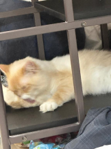 PURITY - ほたるの女の子ブログ画像