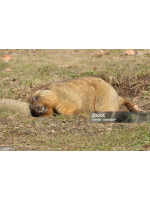 PURITY - ほたるの女の子ブログ画像