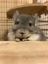 ABBU - みらんの女の子ブログ画像