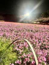 ABBU - みらんの女の子ブログ画像