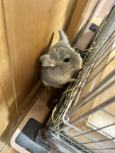 ABBU - みらんの女の子ブログ画像