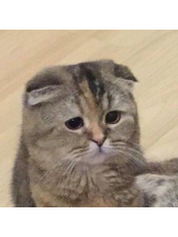 ABBU - りりの女の子ブログ画像