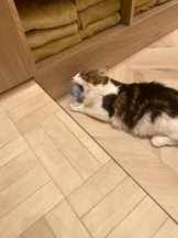 Club GOLD - まほの女の子ブログ画像