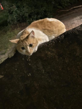 Club GOLD - まほの女の子ブログ画像