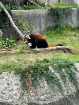 Club GOLD - まほの女の子ブログ画像