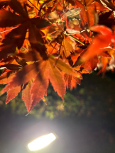 Club GOLD - まほの女の子ブログ画像