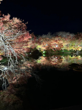 Club GOLD - まほの女の子ブログ画像