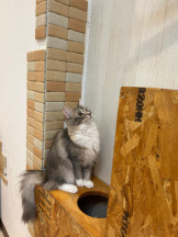 Club GOLD - まほの女の子ブログ画像