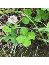 Club GOLD - まほの女の子ブログ画像