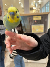 Club GOLD - まほの女の子ブログ画像