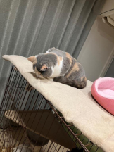 Club GOLD - まほの女の子ブログ画像