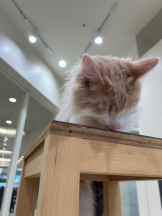 Club GOLD - まほの女の子ブログ画像