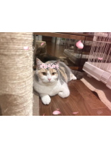 Club GOLD - まほの女の子ブログ画像