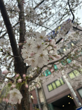 Club GOLD - まほの女の子ブログ画像