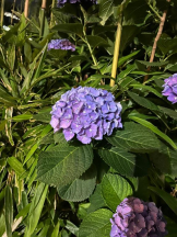 Club GOLD - まほの女の子ブログ画像