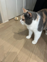 Club GOLD - まほの女の子ブログ画像