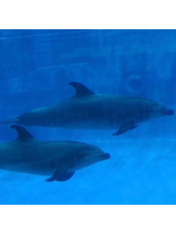 Club GOLD - まほの女の子ブログ画像