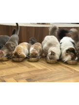 Club GOLD - まほの女の子ブログ画像