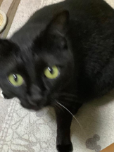 Club GOLD - まほの女の子ブログ画像