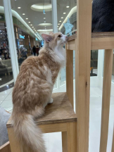 Club GOLD - まほの女の子ブログ画像