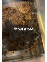 Club GOLD - まほの女の子ブログ画像