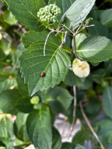 Club Queen - ユキの女の子ブログ画像