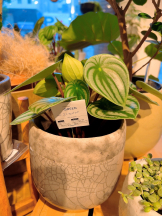 Club Queen - ユキの女の子ブログ画像