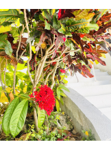 Club Queen - ユキの女の子ブログ画像