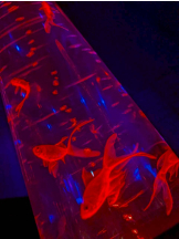 Club Queen - ユキの女の子ブログ画像