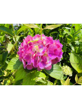 Club Queen - サナの女の子ブログ画像