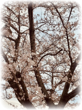 Club Queen - サナの女の子ブログ画像