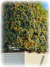 Club Queen - サナの女の子ブログ画像