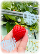 Club Queen - サナの女の子ブログ画像