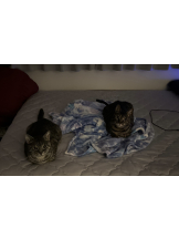 Club Queen - リンの女の子ブログ画像