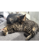 Club Queen - リンの女の子ブログ画像