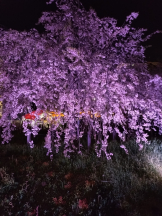 Club Queen - シノの女の子ブログ画像