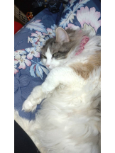 Club Queen - シノの女の子ブログ画像